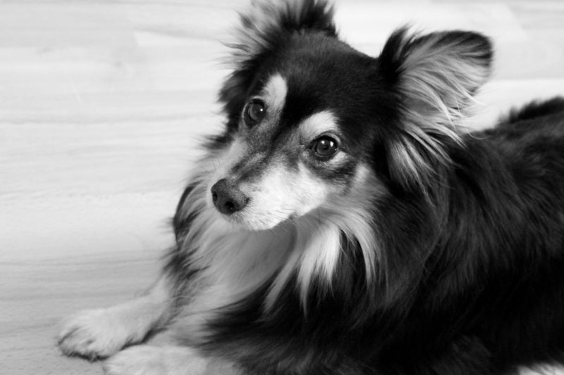 Papillon