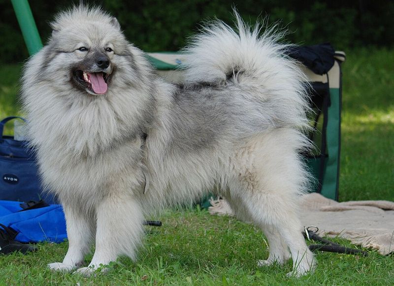 16 Sweet-Natured Dog Breeds That Show Love to Everyone They Meet 3 Keeshond