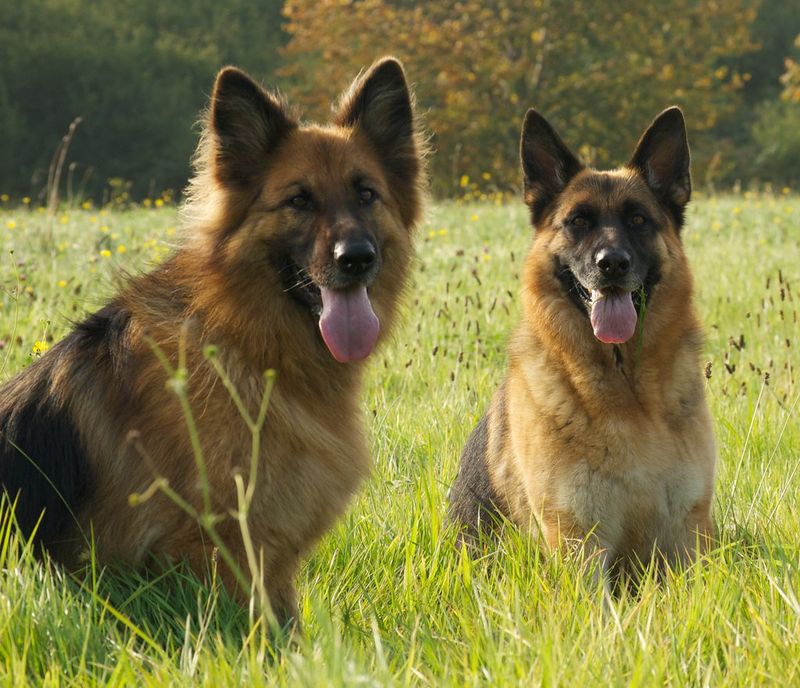 These dog breeds show just how differently canine personalities can respond to unfamiliar people 3 German Shepherd