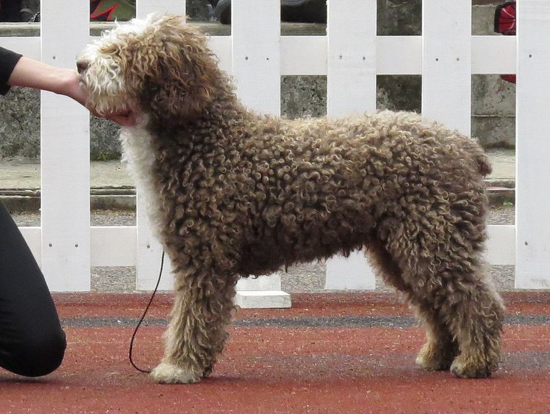 Spanish Water Dog