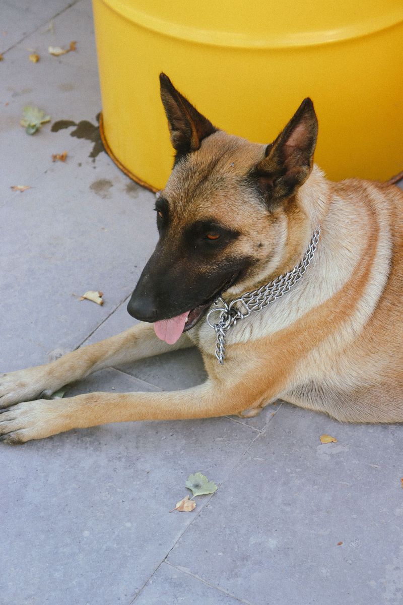 These 12 dog breeds frustrate many owners - until they discover what actually works 13 Belgian Malinois