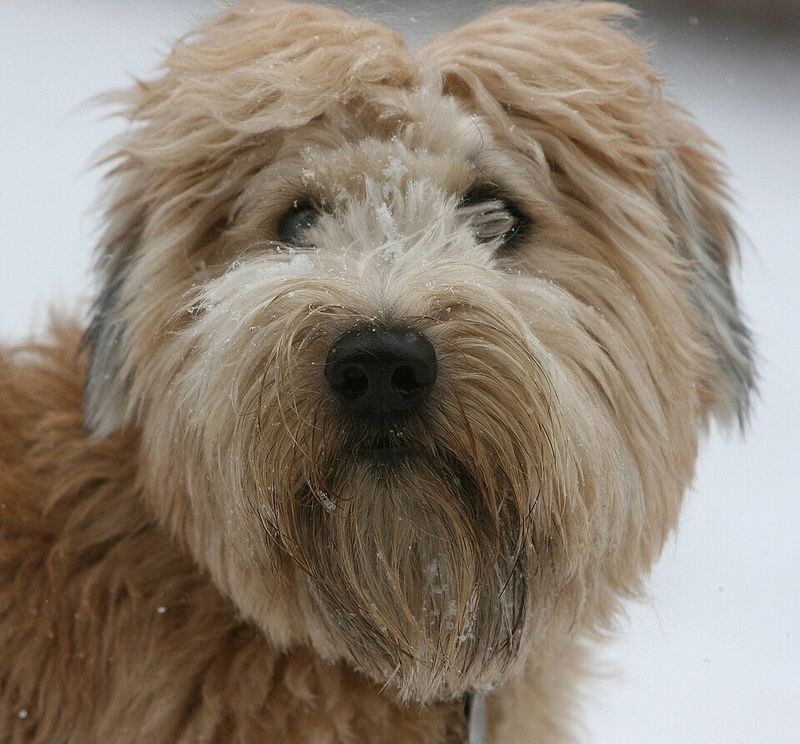 Soft-Coated Wheaten Terrier