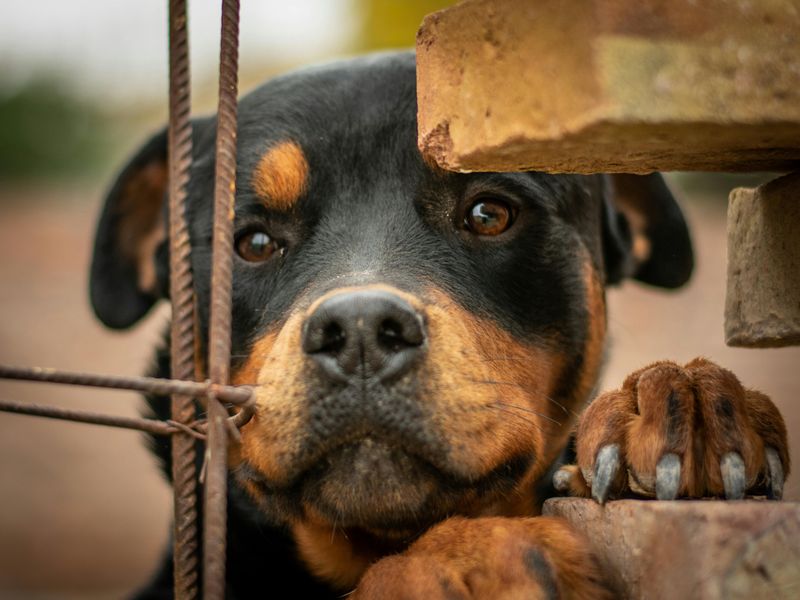 Rottweiler