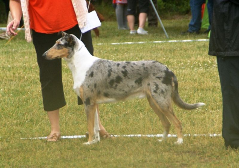 Smooth Collie