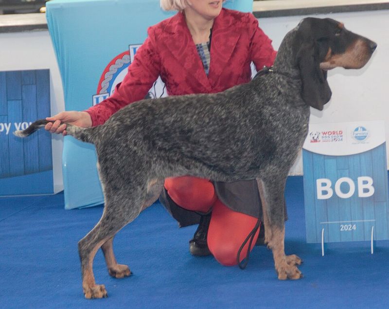 Grand Bleu de Gascogne
