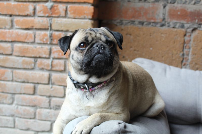 Short on yard space? These 10 breeds stay happy with just daily walks 8 Pug
