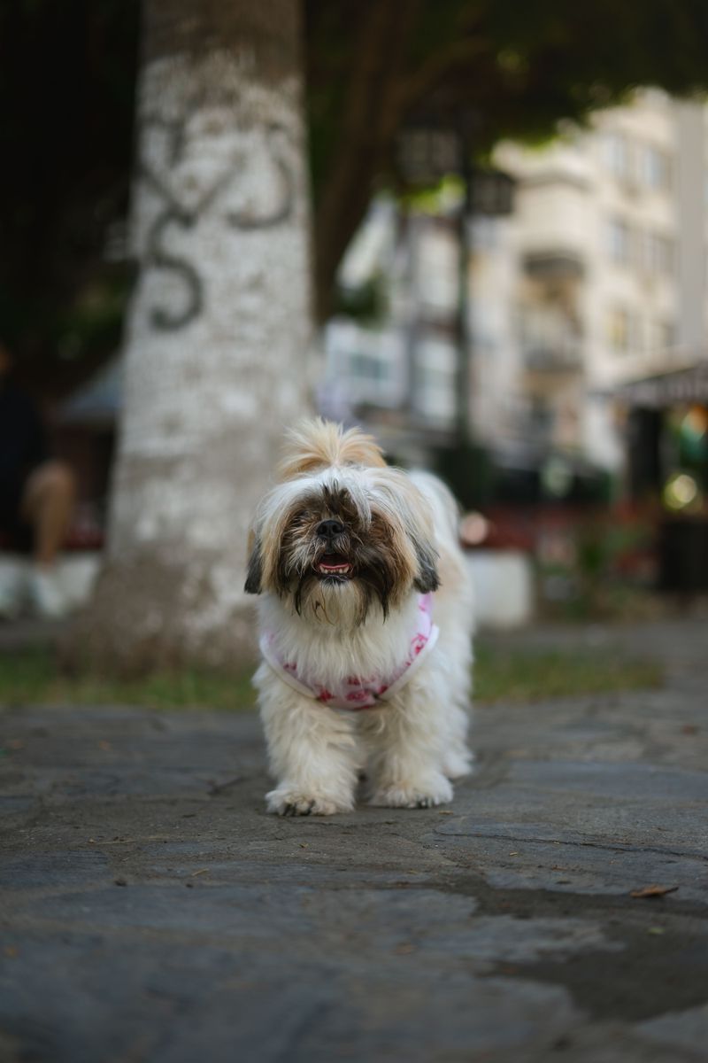 Shih Tzu