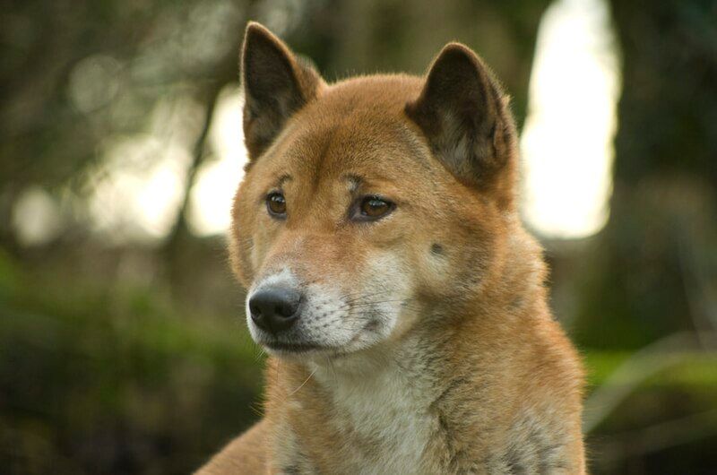 10 Dog Breeds That Share DNA Secrets With Wolves, Foxes Or Dingoes 9 New Guinea Singing Dog