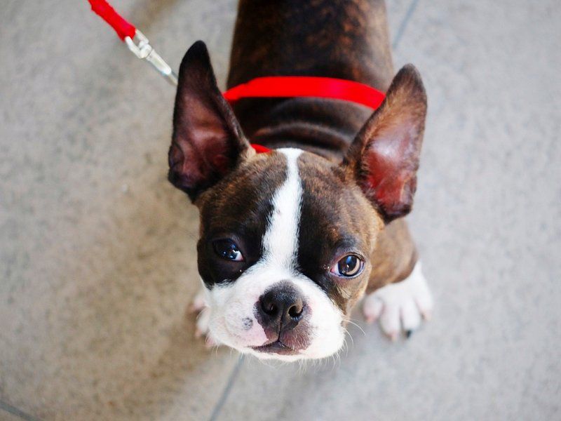 11 easygoing dog breeds seniors love, plus 3 that demand much more energy 7 Boston Terrier