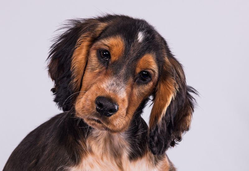 Cocker Spaniel