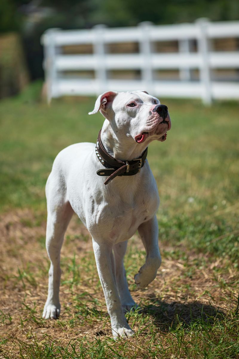 10 surprising facts that reveal the true nature of American Bulldogs 7 Strong and muscular build