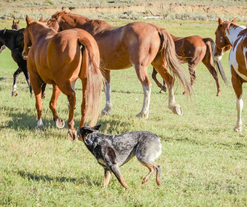 Origin in Australia’s rugged cattle farms