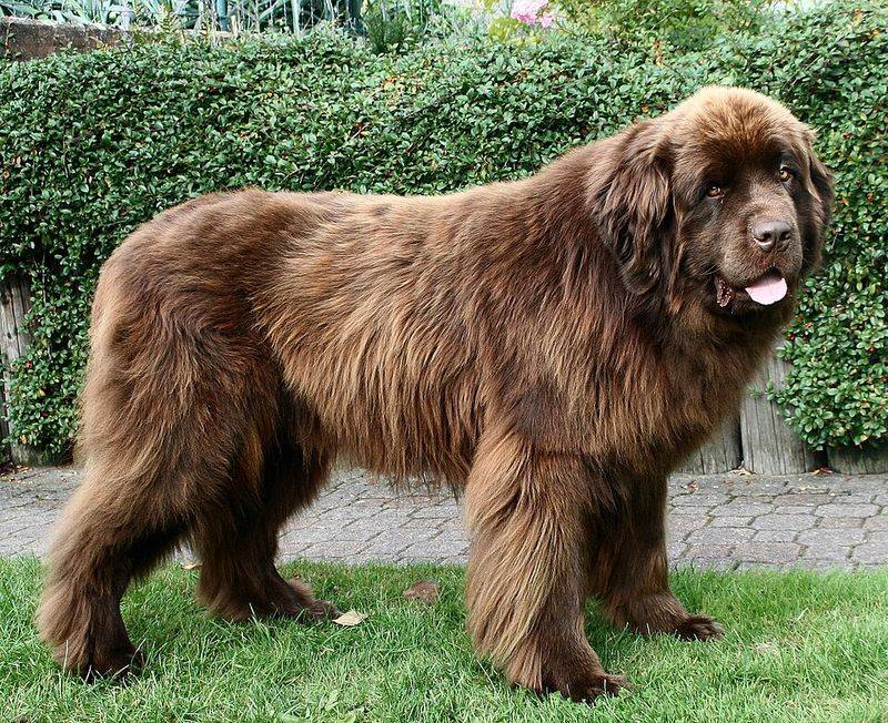 11 dogs that can turn a snow-covered backyard into their favorite playground 6 Newfoundland