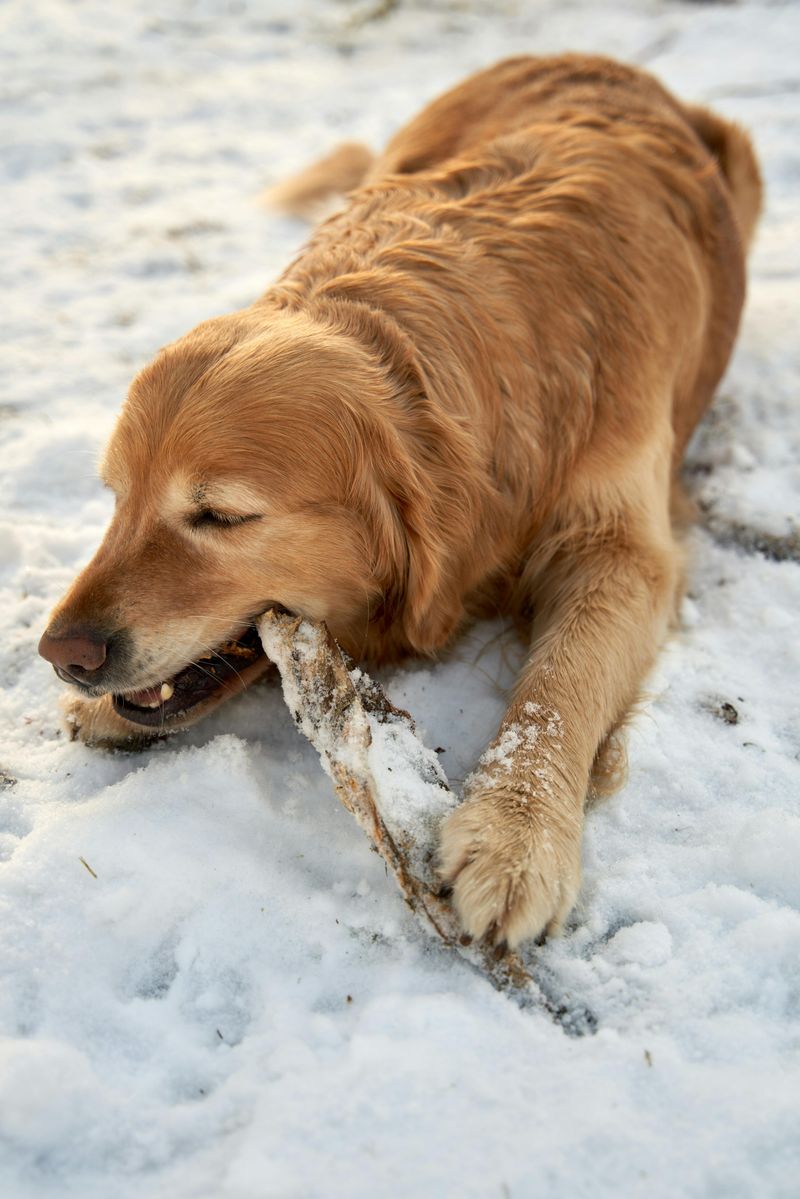 11 dog breeds known for powerful and constant chewing 3 Golden Retriever
