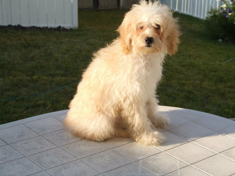 Maltese