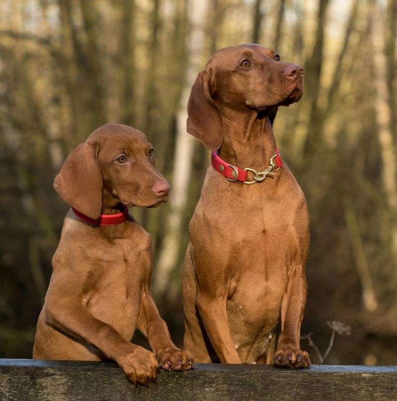 14 dogs that choose their person fast and never emotionally let go 2 Vizsla