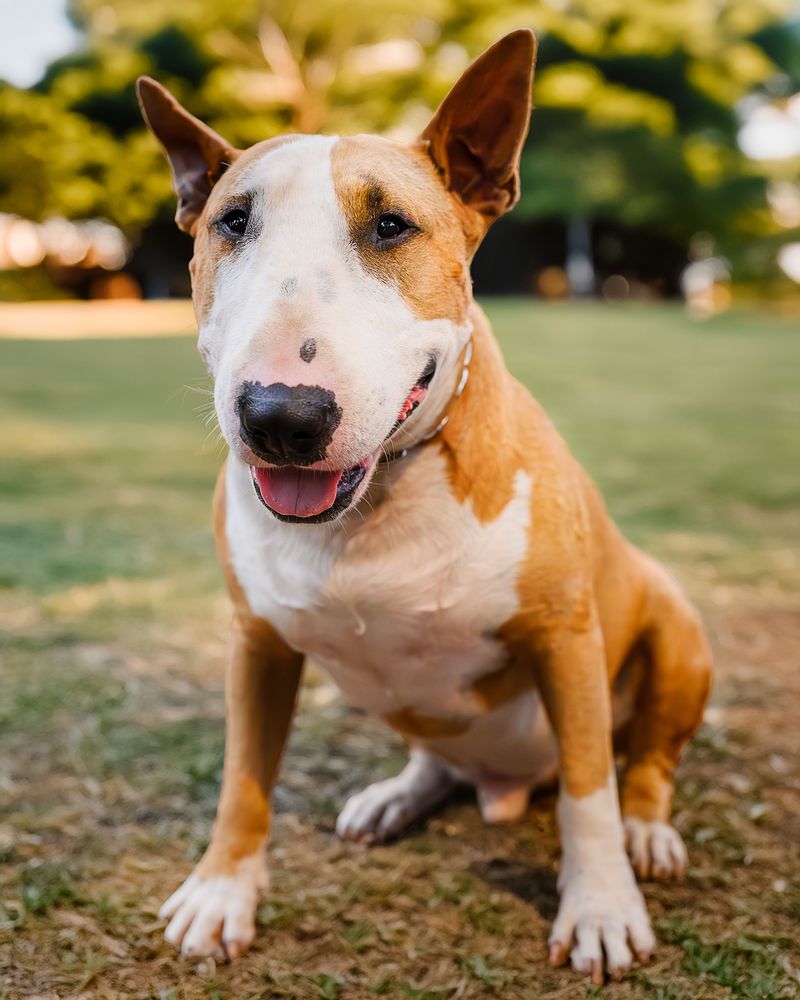 Think you've seen every kind of dog? These extraordinary breeds may prove otherwise 5 Bull Terrier