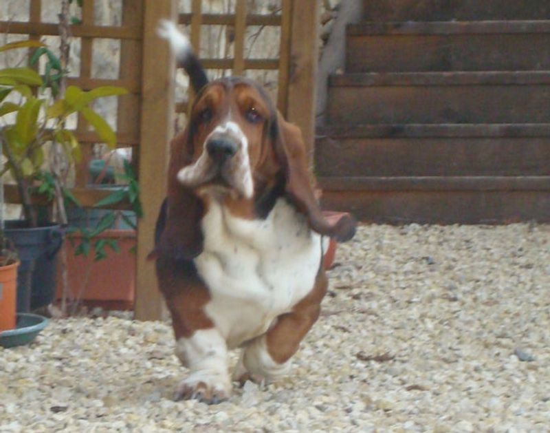 If quiet evenings sound perfect, these 13 dog breeds will probably agree 5 Basset Hound