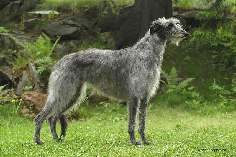 11 dog breeds owners fall deeply in love with despite knowing goodbye may come sooner than anyone wants 12 Scottish Deerhound