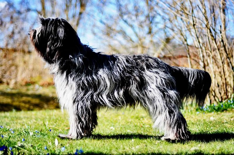 Schapendoes (Dutch Sheepdog)