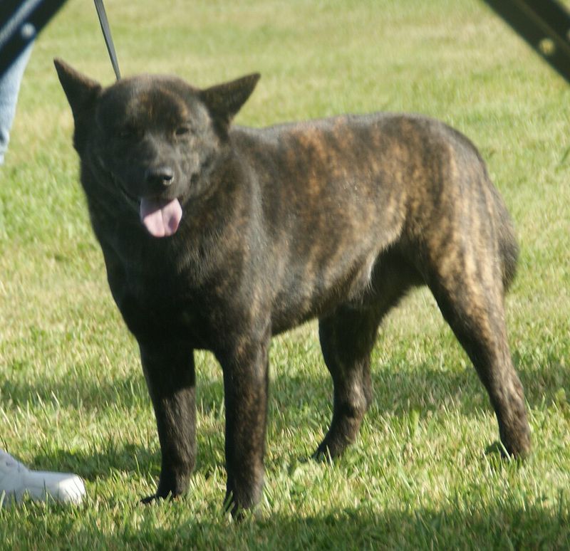 19 Rare Dog Breeds Known for Their Confident and Independent Nature 18 Kai Ken