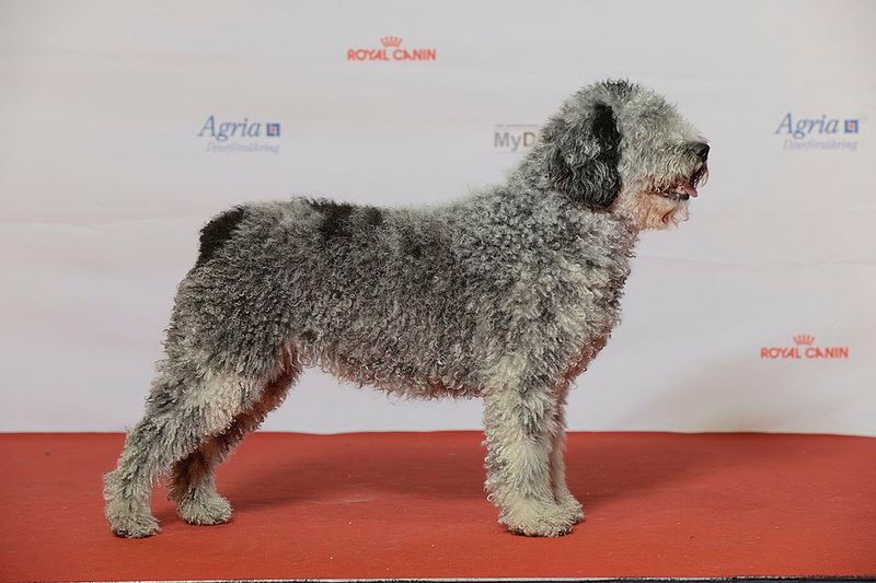 15 dog breeds that look like they belong in a foggy village by the sea 6 Spanish Water Dog