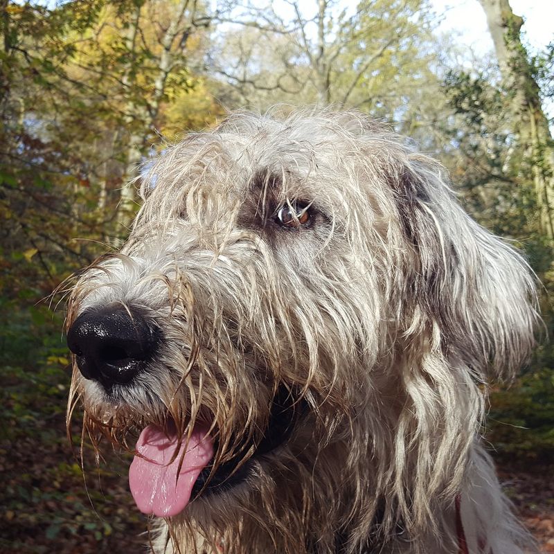 27 Low-Stress Dog Breeds That Thrive in Peaceful Homes 18 Irish Wolfhound