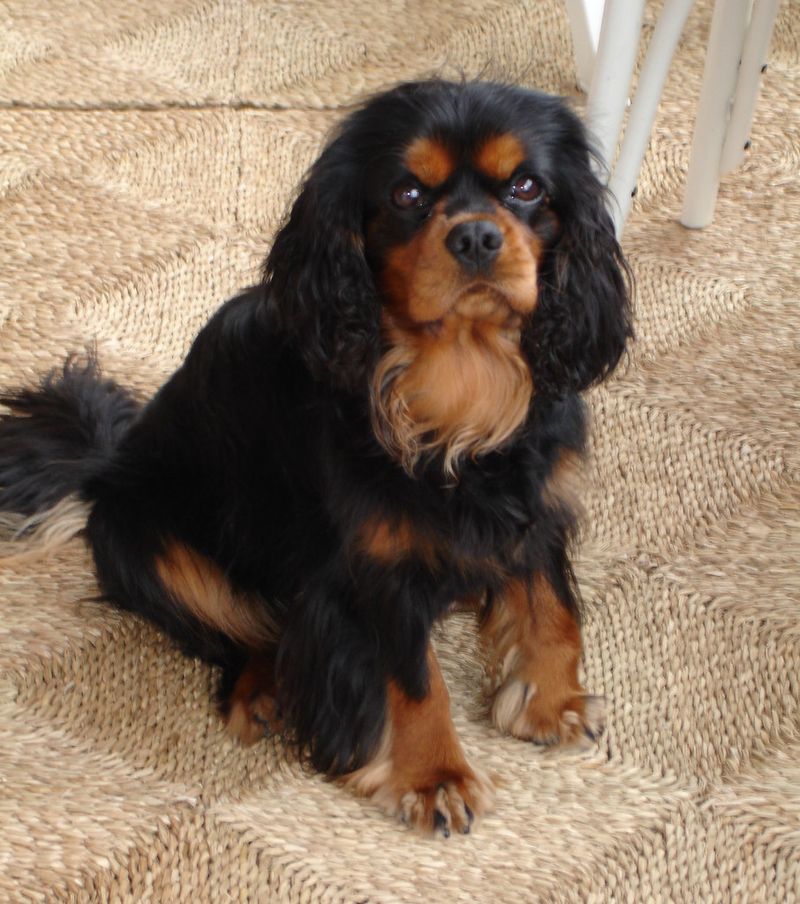 12 dog breeds that keep barking to a minimum while bringing maximum joy 8 Cavalier King Charles Spaniel