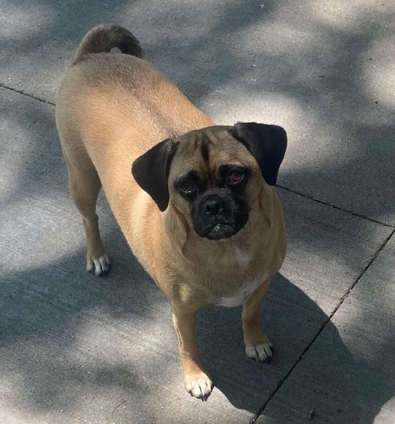 Puggle