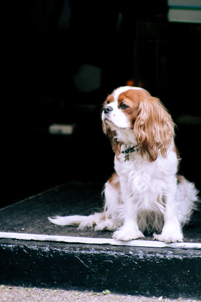 Gentle handling brings out the best in these emotionally aware companions 13 Cavalier King Charles Spaniel