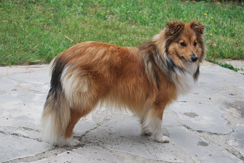 12 genius-level dog breeds that rival Border Collies more than most people realize 7 Shetland Sheepdog