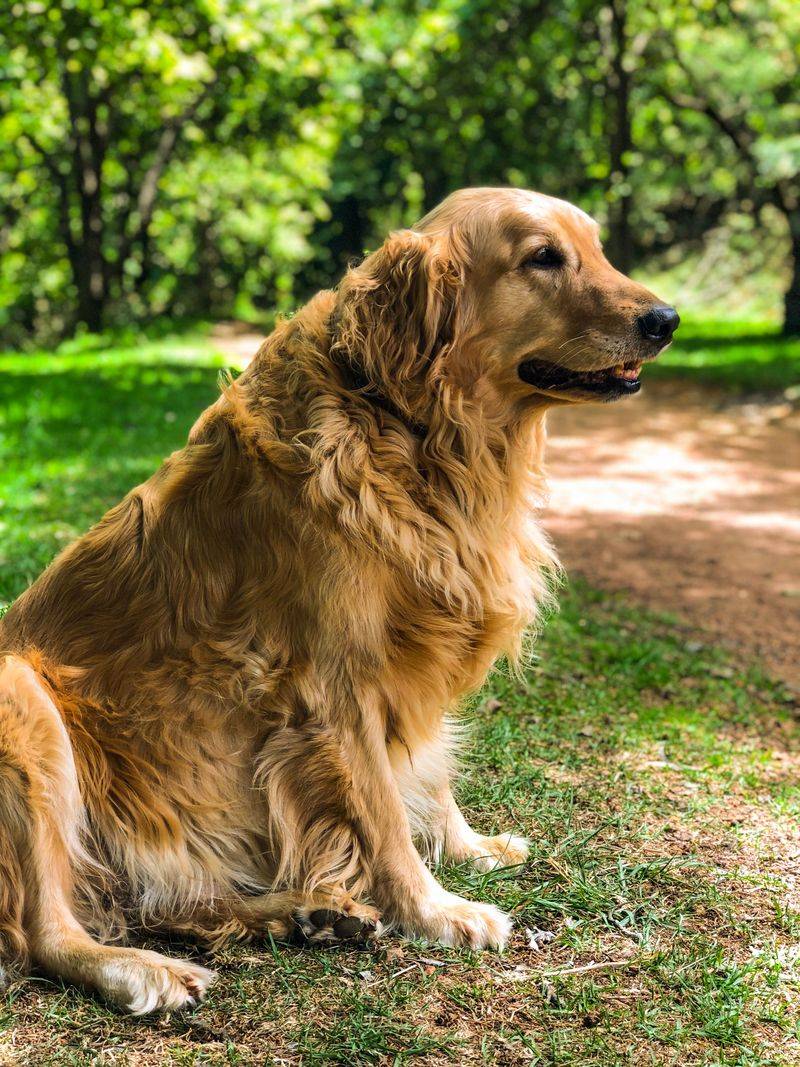Forget looks for a minute - If temperament comes first, start with these dogs 3 Golden Retriever