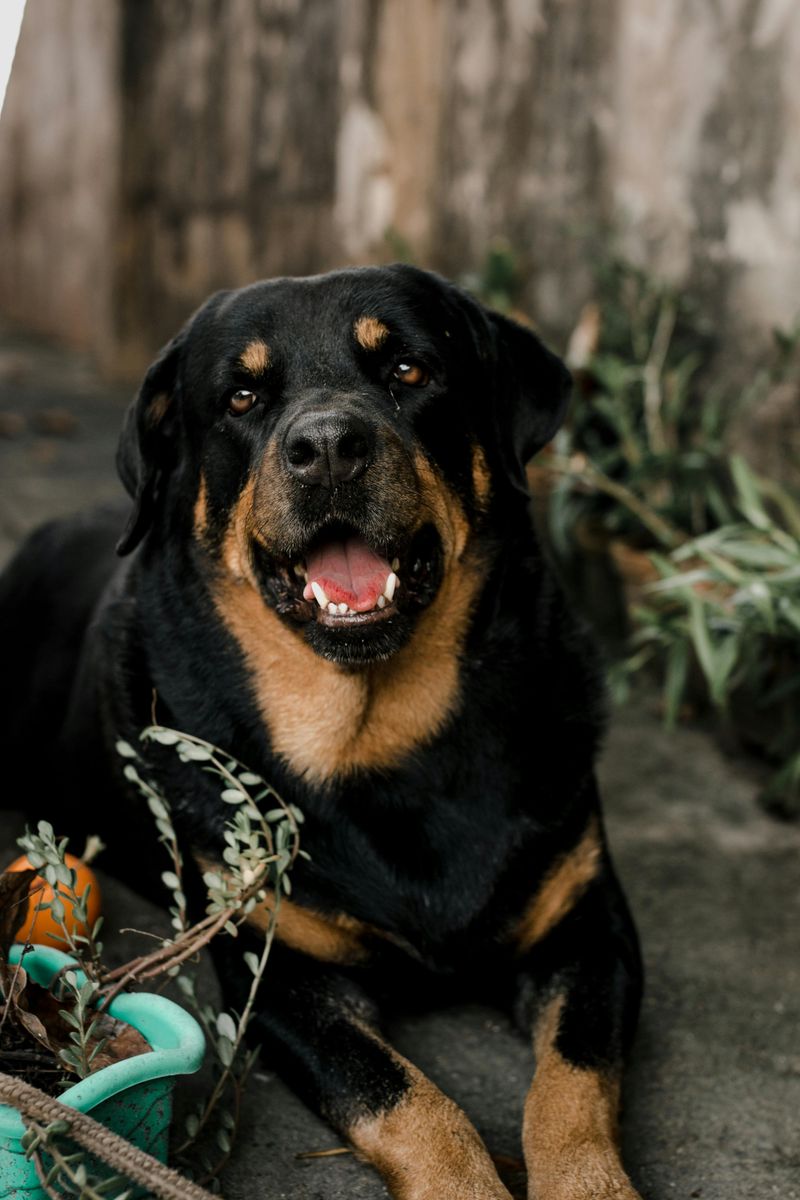 Rottweiler