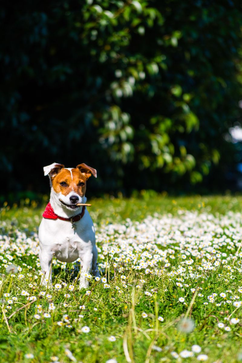 These breeds can follow scent trails that seem almost nonexistent to their owners 12 Jack Russell Terrier