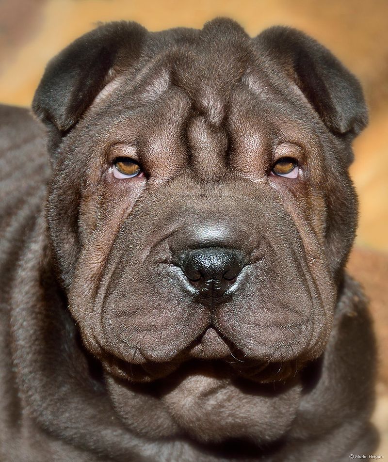 Shar Pei