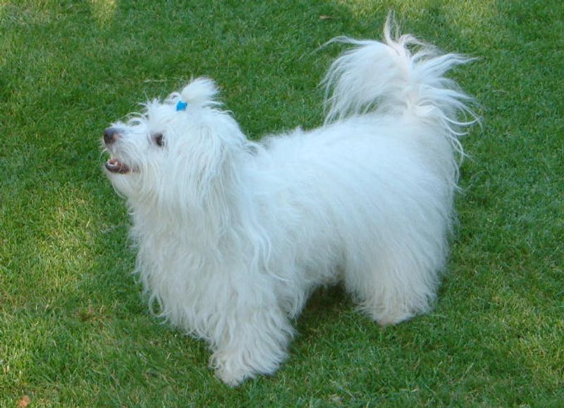 Not every great dog needs nonstop activity - and these breeds prove it every day 6 Coton de Tulear