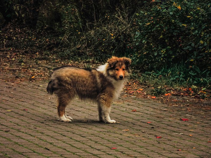 15 dog breeds that react strongly to changes in household energy 4 Shetland Sheepdog