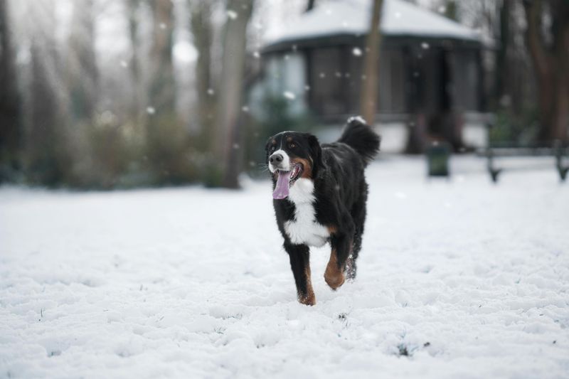 11 dog breeds that mature into exceptionally devoted companions 7 Bernese Mountain Dog