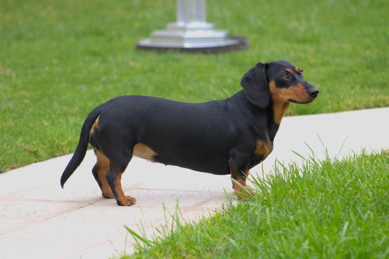 26 Dog Breeds Well-Suited for Seniors and Retirees 20 Dachshund