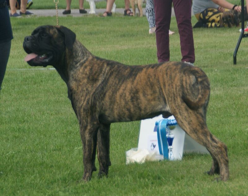 Rising temperatures can challenge certain dogs especially hard - Breed characteristics matter 12 Bullmastiff