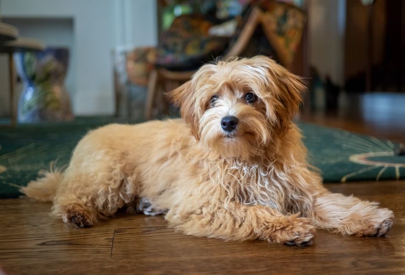 25 Popular Doodle Dog Breeds Gaining Attention in 2025 9 Maltipoo