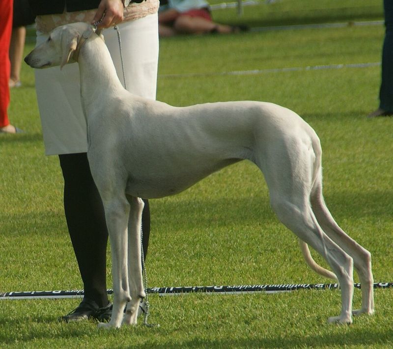 Saluki