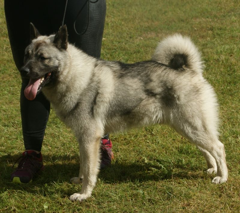 20 Dog Breeds That Closely Resemble Wolves but Are Totally Domesticated 11 Norwegian Elkhound
