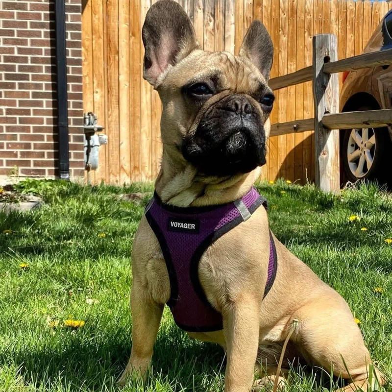 Voyager Step-In Air Dog Harness