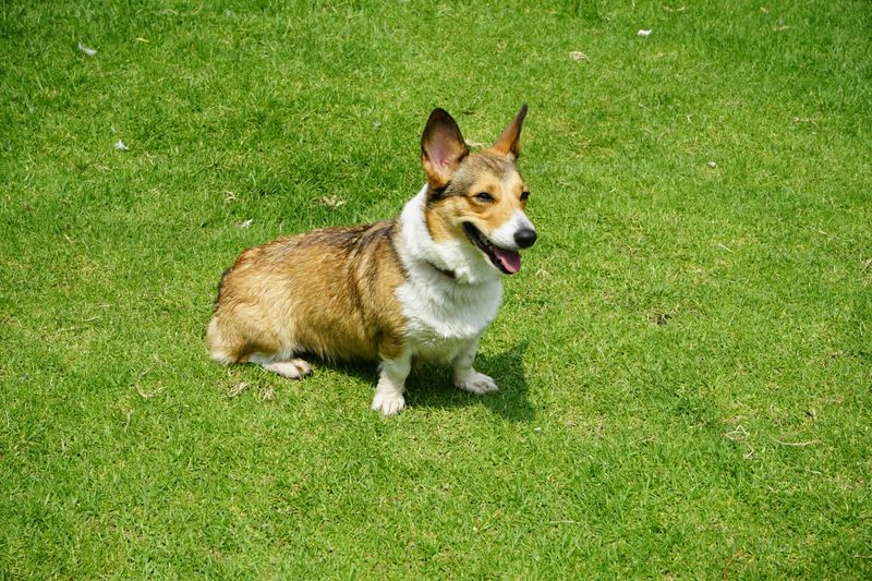 These 11 Dog Breeds Are Becoming More Common in City Parks Worldwide 6 Corgi