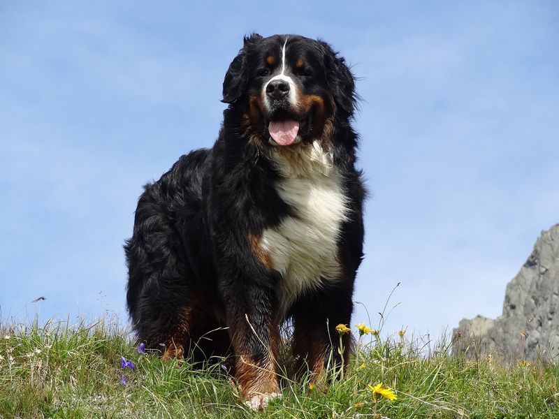 26 Dog Breeds Recognized for Their Unmistakable Vocalizations 5 Bernese Mountain Dog