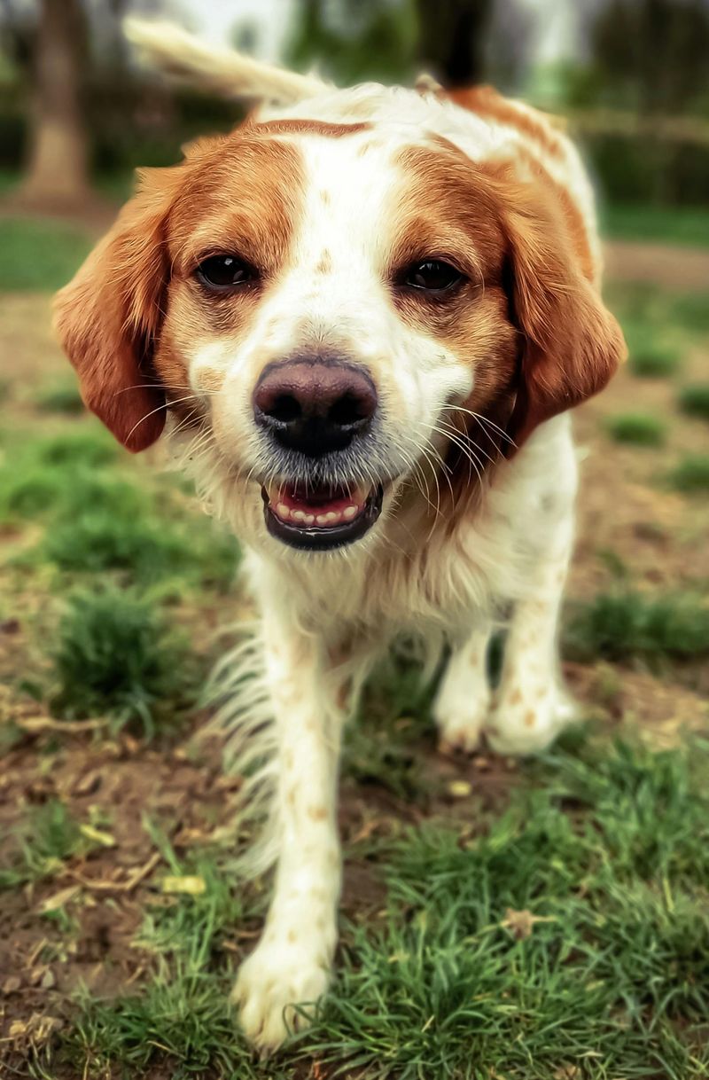 Brittany Spaniel