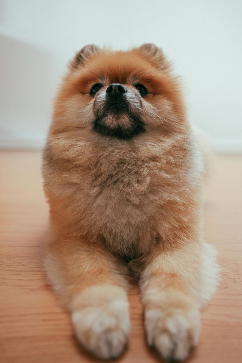 13 tiny companion dogs people instantly fall emotionally attached to 8 Pomeranian