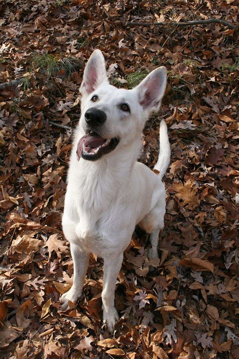 German Shepherd