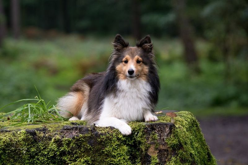 10 dog breeds highly tuned into human movement and emotion 10 Shetland Sheepdog